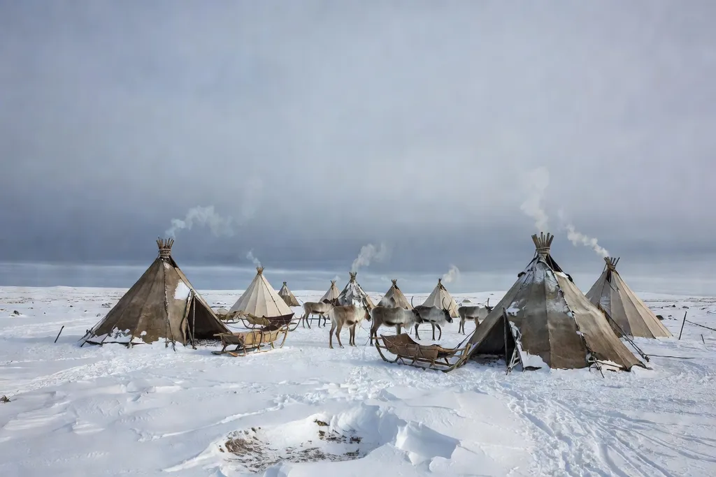 Tentes chum nenets et troupeau de rennes dans la toundra enneigée